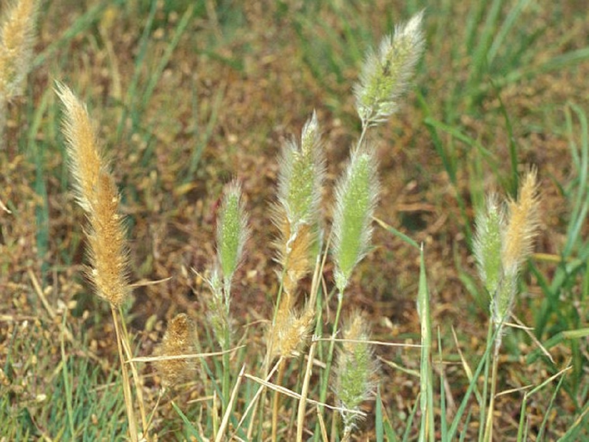 Polypogon maritimus (Poaceae)